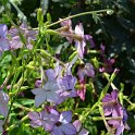 Nicotiana x sanderae 'Perfume bleu'